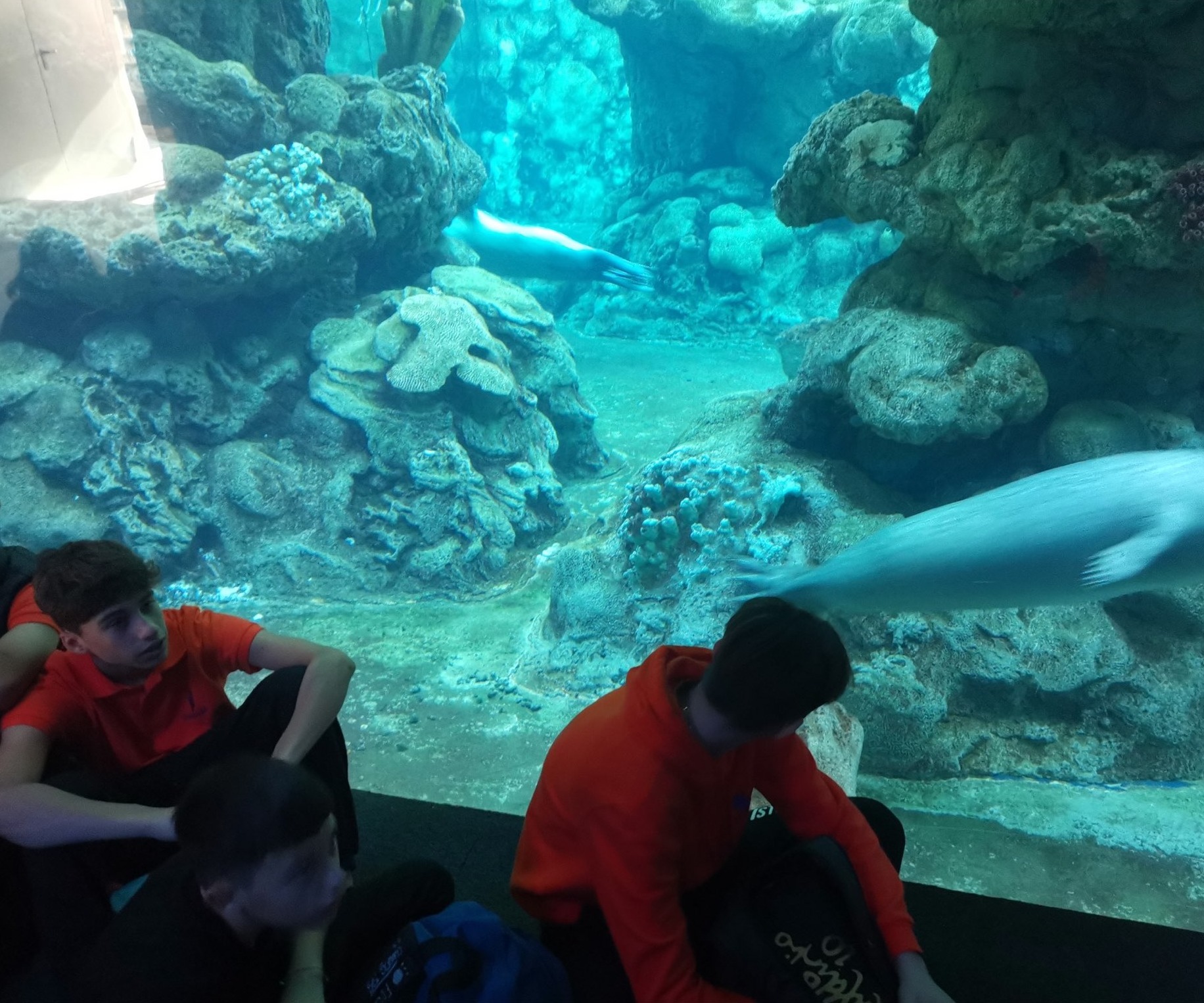 USCITA DIDATTICA A GENOVA – VISITA DELL’ACQUARIO