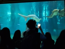 USCITA DIDATTICA A GENOVA – VISITA DELL’ACQUARIO